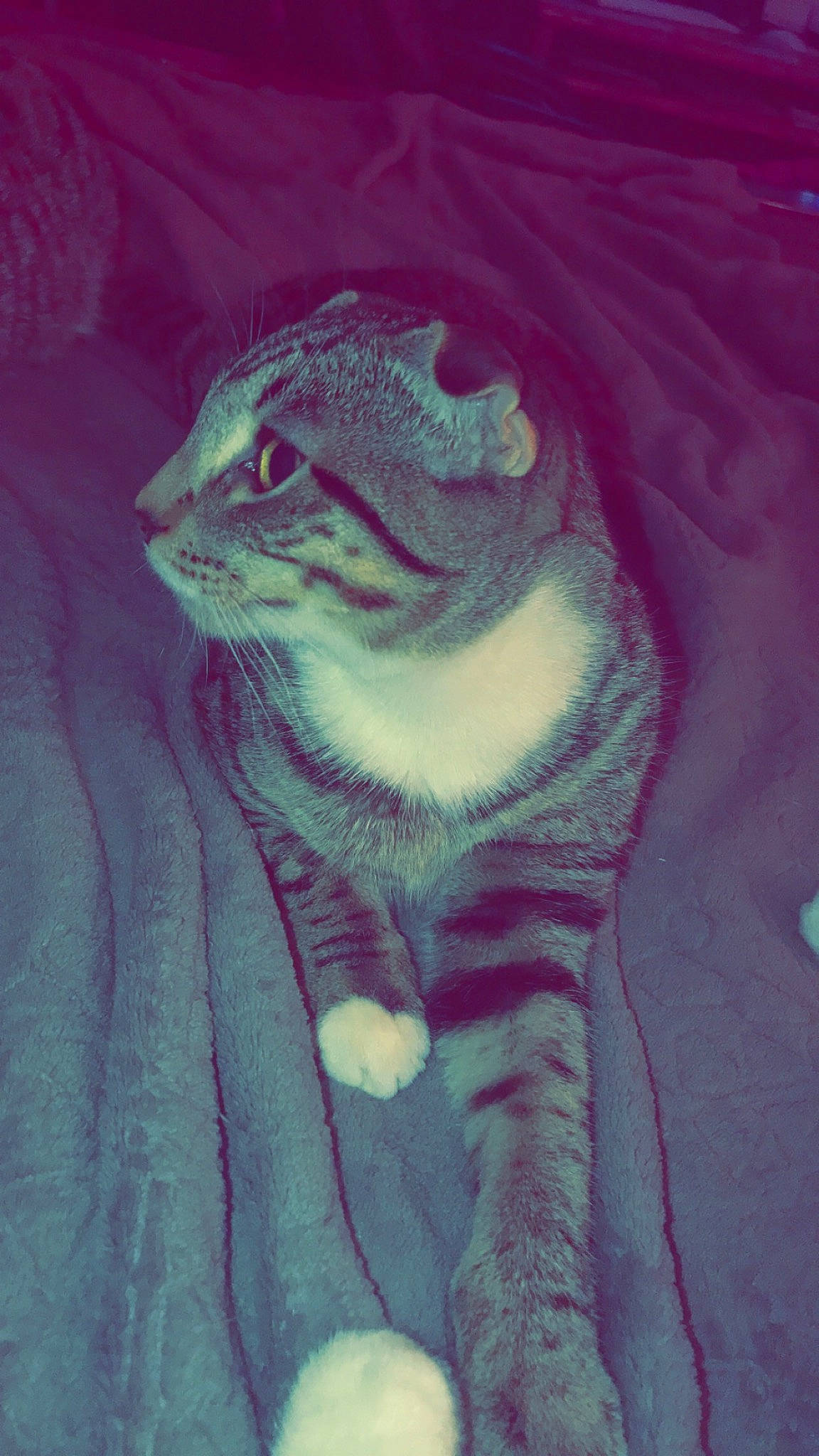 Tigger is registered to the contest to win money with this photo: big_cats, carnivore, cat, chipmunk, domestic_short_haired_cat, electric_blue, felidae, fur, iguania, landscape, magenta, painting, reptile, small_to_medium_sized_cats, snout, tail, terrestrial_animal, whiskers, wildlife, window