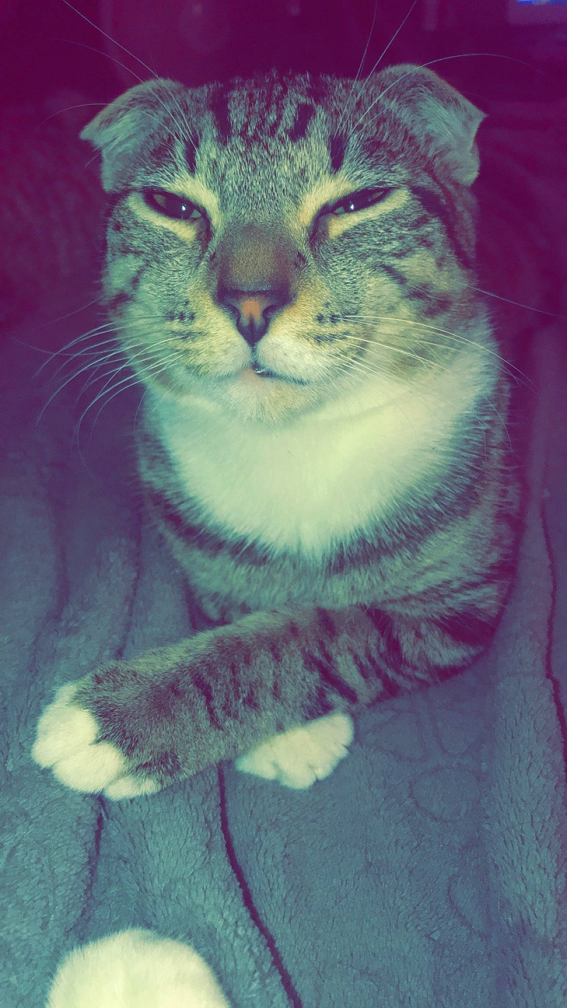 Tigger is registered to the contest to win money with this photo: carnivore, cat, claw, domestic_short_haired_cat, door, electric_blue, felidae, fur, grass, paw, small_to_medium_sized_cats, snout, tail, terrestrial_animal, whiskers, window