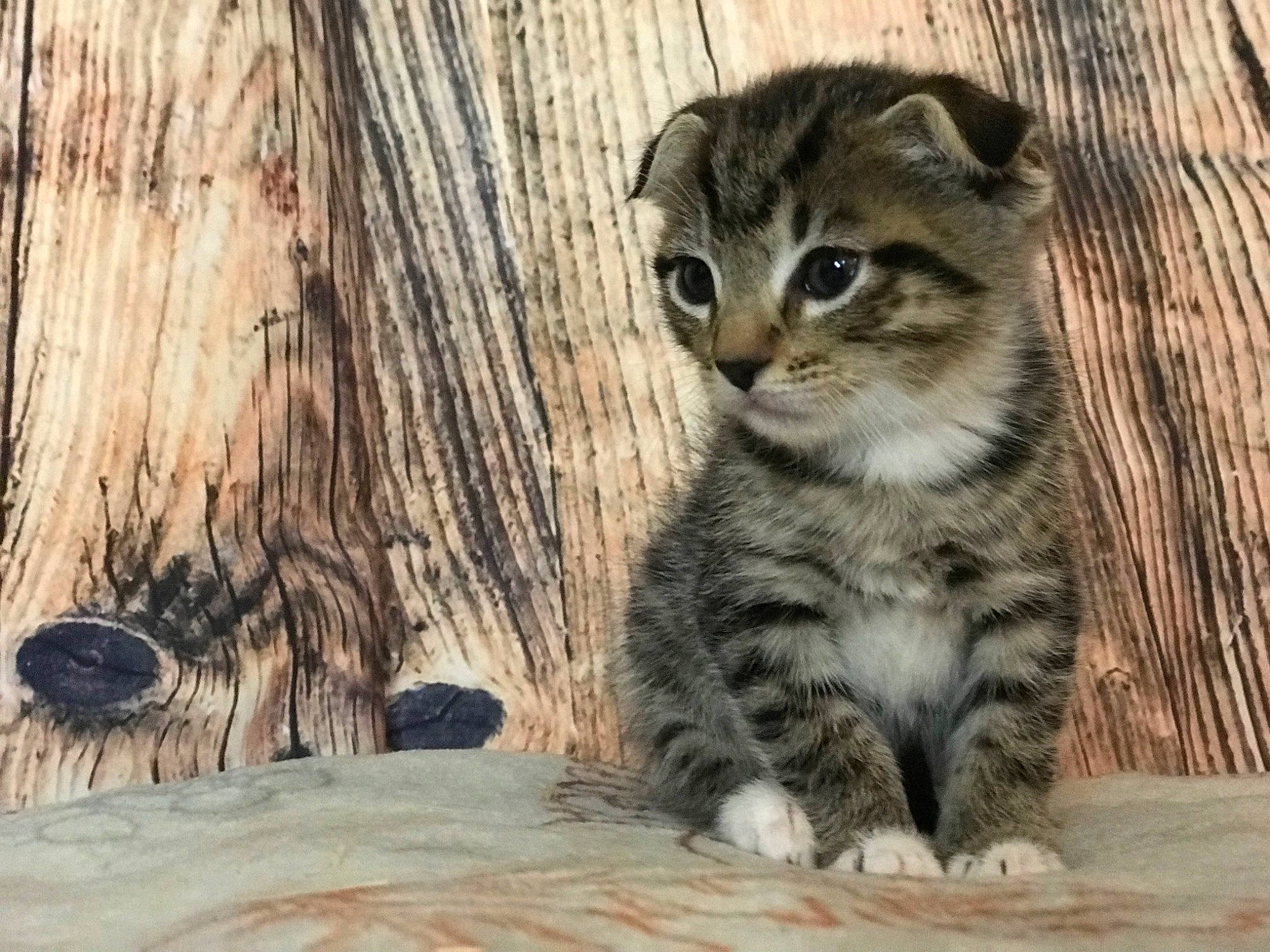 Tigger joined the competition — help win amazing prizes! carnivore, cat, claw, domestic_short_haired_cat, fawn, felidae, fur, grey, paw, photo_caption, plant, small_to_medium_sized_cats, snout, tail, terrestrial_animal, tree, trunk, whiskers, wildlife, wood