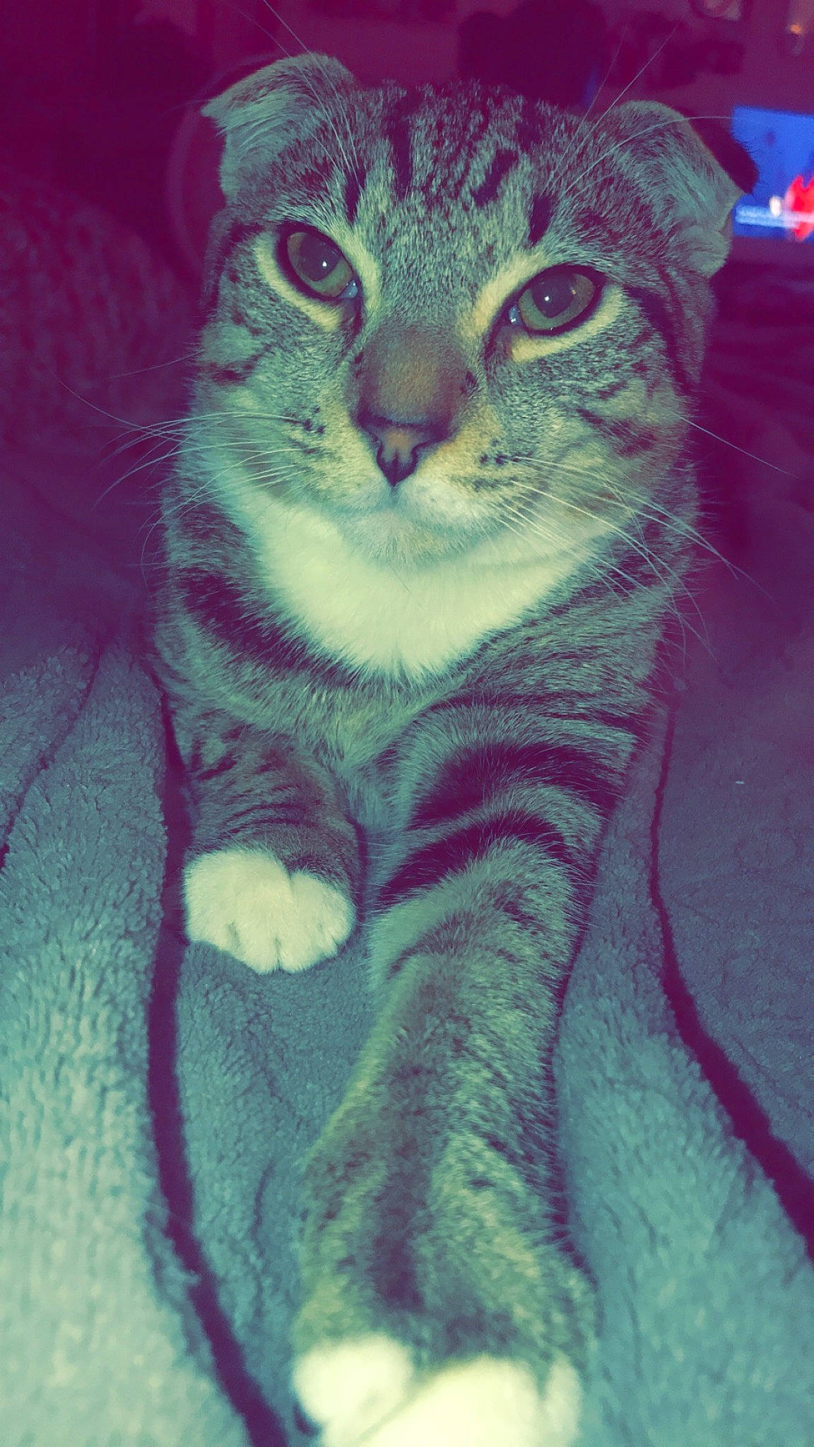 Tigger joined the competition — help win amazing prizes! azure, carnivore, cat, domestic_short_haired_cat, electric_blue, felidae, fur, magenta, paw, small_to_medium_sized_cats, snout, tail, whiskers, window