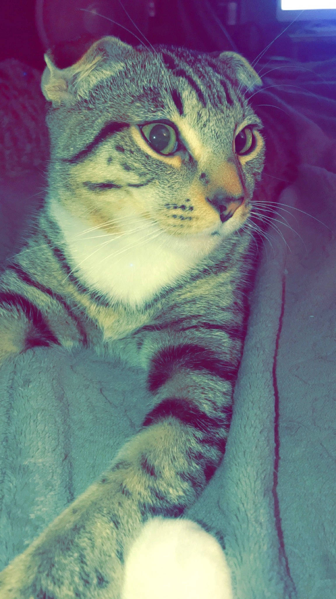 Tigger is registered to the contest to win money with this photo: carnivore, cat, close_up, domestic_short_haired_cat, electric_blue, eye, felidae, fur, head, paw, small_to_medium_sized_cats, snout, terrestrial_animal, whiskers, wildlife, window