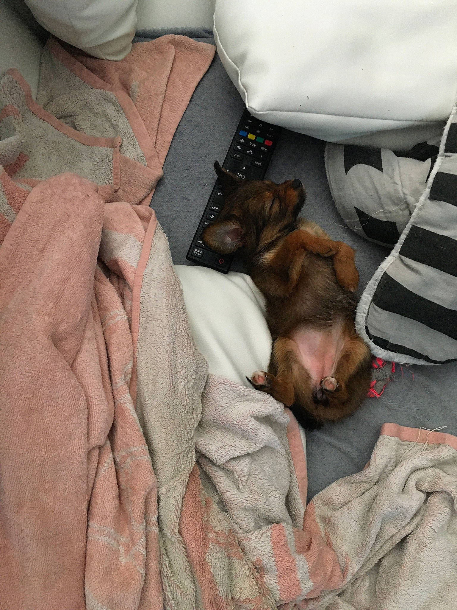 Sia a rejoint le concours — aidez-le/la à gagner de superbes lots ! canidae, carnivore, dog, dog_breed, fawn, puppy, sporting_group