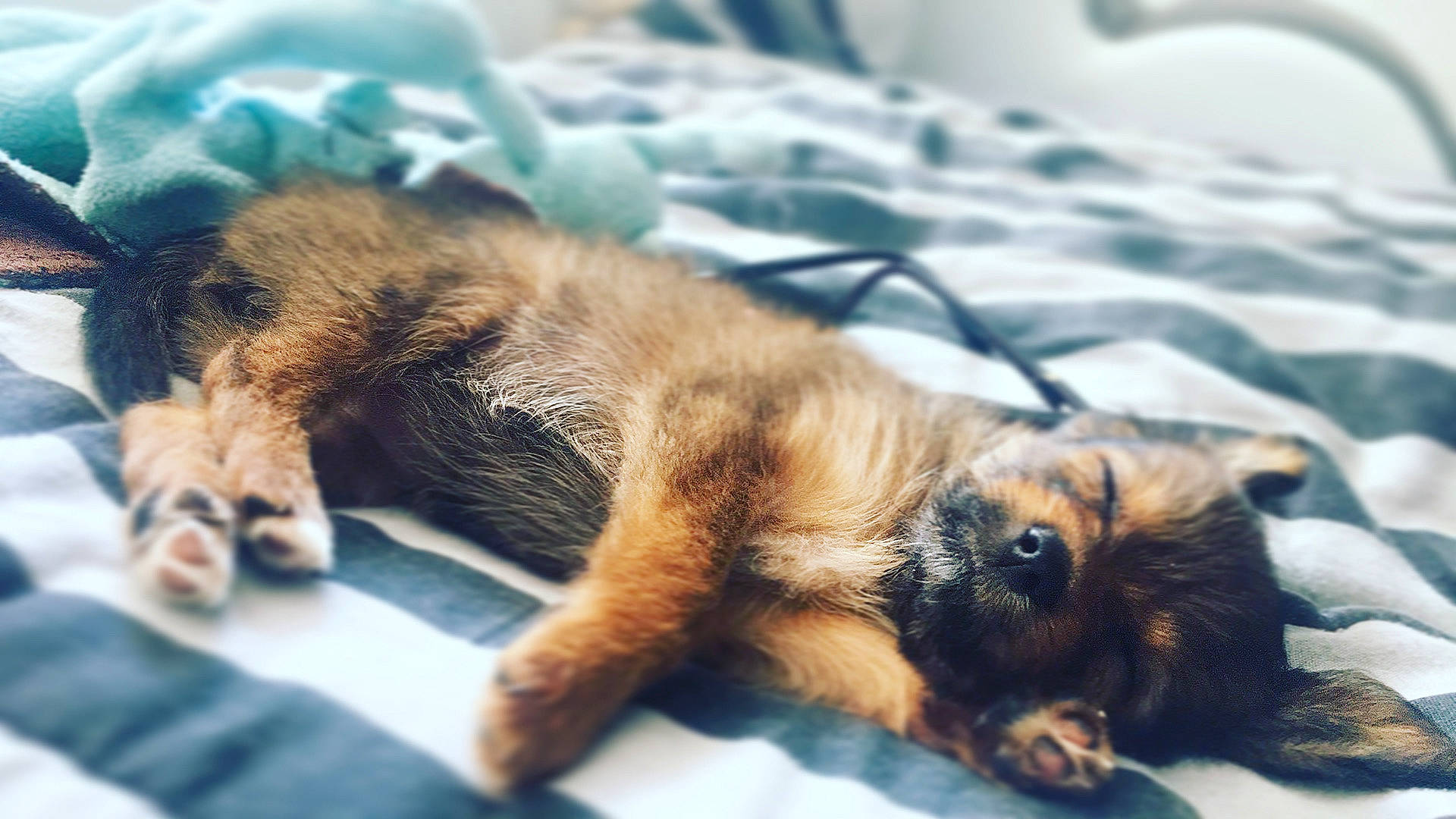 Sia a rejoint le concours — aidez-le/la à gagner de superbes lots ! border_terrier, canidae, carnivore, cat, companion_dog, dog, dog_breed, ear, felidae, mammal, nap, norfolk_terrier, paw, puppy, puppy_love, sleep