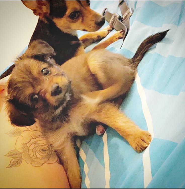 Sia participe au concours pour gagner de l'argent avec cette photo : canidae, carnivore, companion_dog, dog, dog_breed, paw, puppy, puppy_love, sporting_group, street_dog