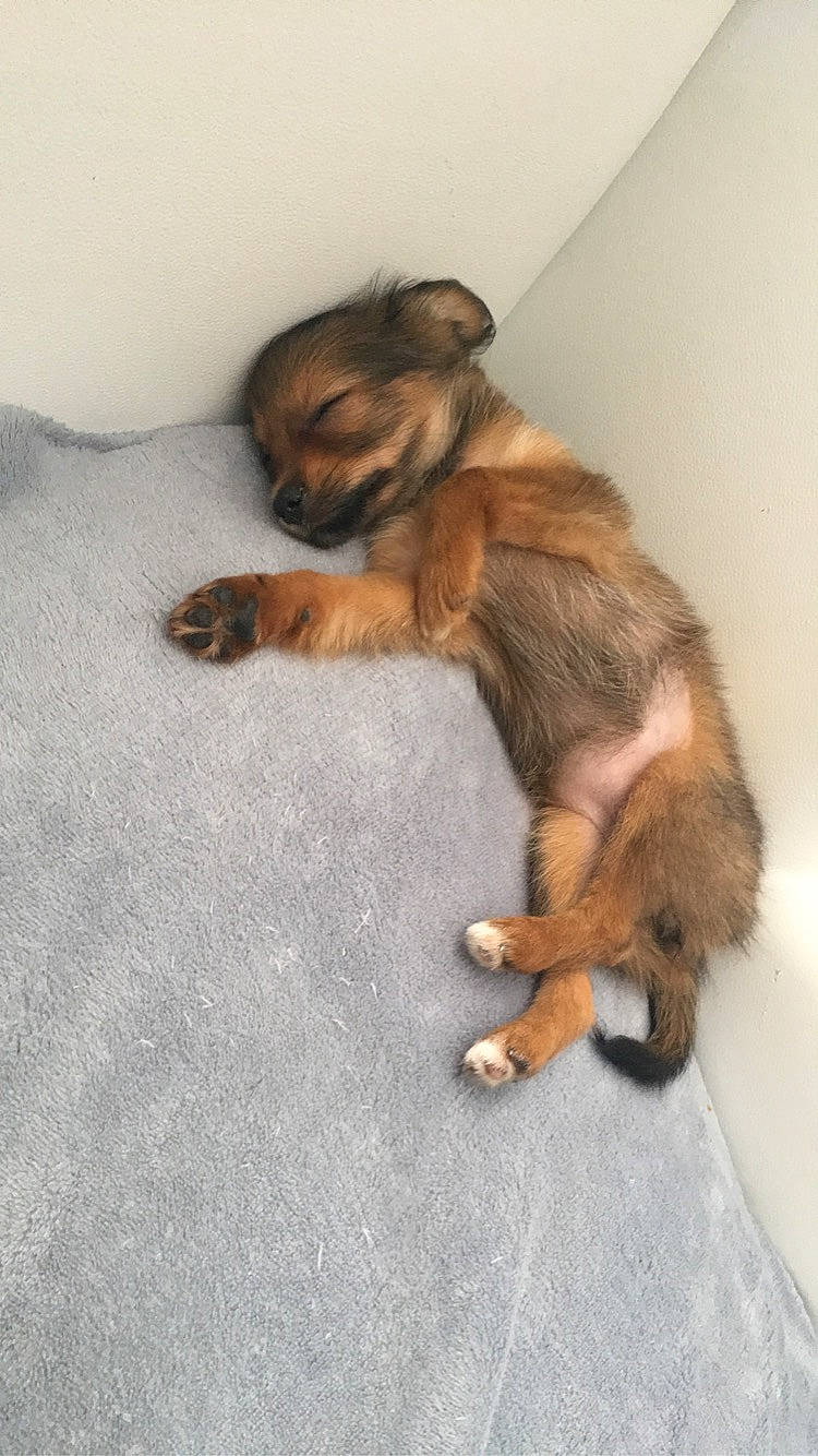 Sia participe au concours pour gagner de l'argent avec cette photo : border_terrier, canidae, carnivore, companion_dog, dog, dog_breed, fawn, puppy