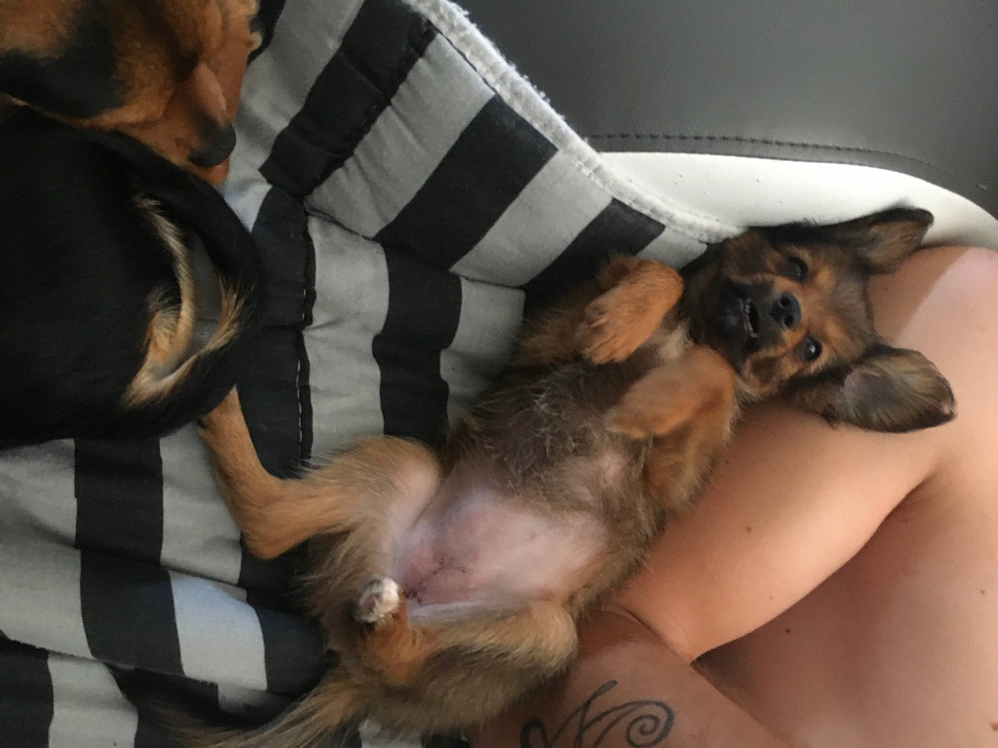 Sia participe au concours pour gagner de l'argent avec cette photo : border_terrier, canidae, carnivore, companion_dog, dog, dog_breed, ear, fawn, german_shepherd_dog, paw, puppy, puppy_love