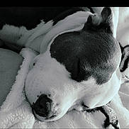 Kilo is registered to the contest to win money with this photo: dog, sleeping, black_and_white, close_up, pet, fur, nose, blanket, cozy, relaxation, animal, calm, face, rest, indoors, cute, mammal, companion, domestic_animal, portrait