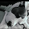 dog, sleeping, black_and_white, close_up, pet, fur, nose, blanket, cozy, relaxation, animal, calm, face, rest, indoors, cute, mammal, companion, domestic_animal, portrait