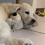 Ashe participe au concours pour gagner de l'argent avec cette photo : puppy, golden_retriever, dog, plush_toy, floor, indoor, pet, cute, relaxed, lying_down, animal, fur, paw, snout, black_nose, toy, home, cozy, scratching_post, calm