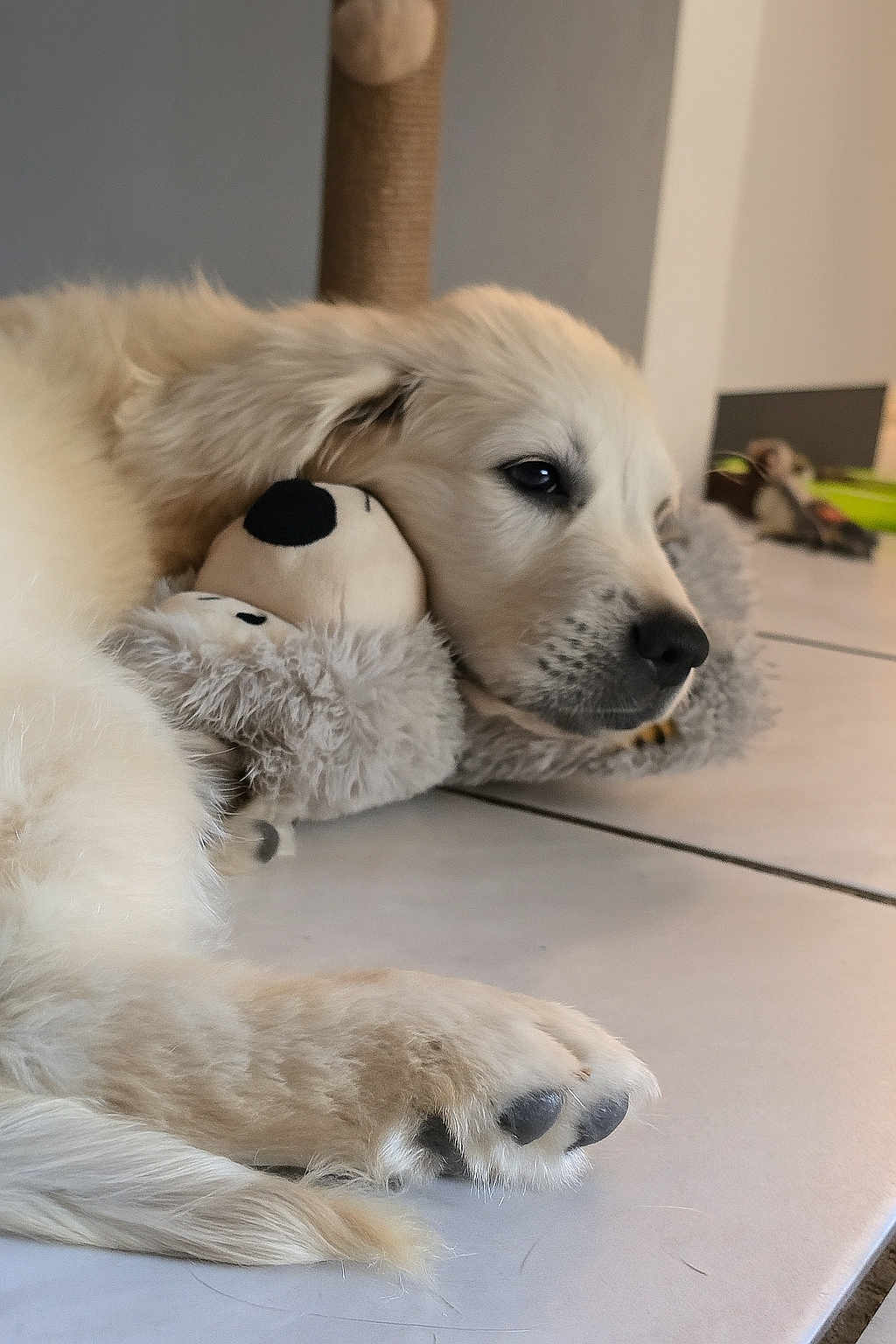 Ashe participe au concours pour gagner de l'argent avec cette photo : puppy, golden_retriever, dog, plush_toy, floor, indoor, pet, cute, relaxed, lying_down, animal, fur, paw, snout, black_nose, toy, home, cozy, scratching_post, calm
