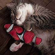 Ulysse participe au concours pour gagner de l'argent avec cette photo : cat, tabby, sleeping, pet, animal, toy, plush, fish_toy, cute, feline, close_up, whiskers, paw, relaxed, cozy, indoor, fur, resting, soft, nap