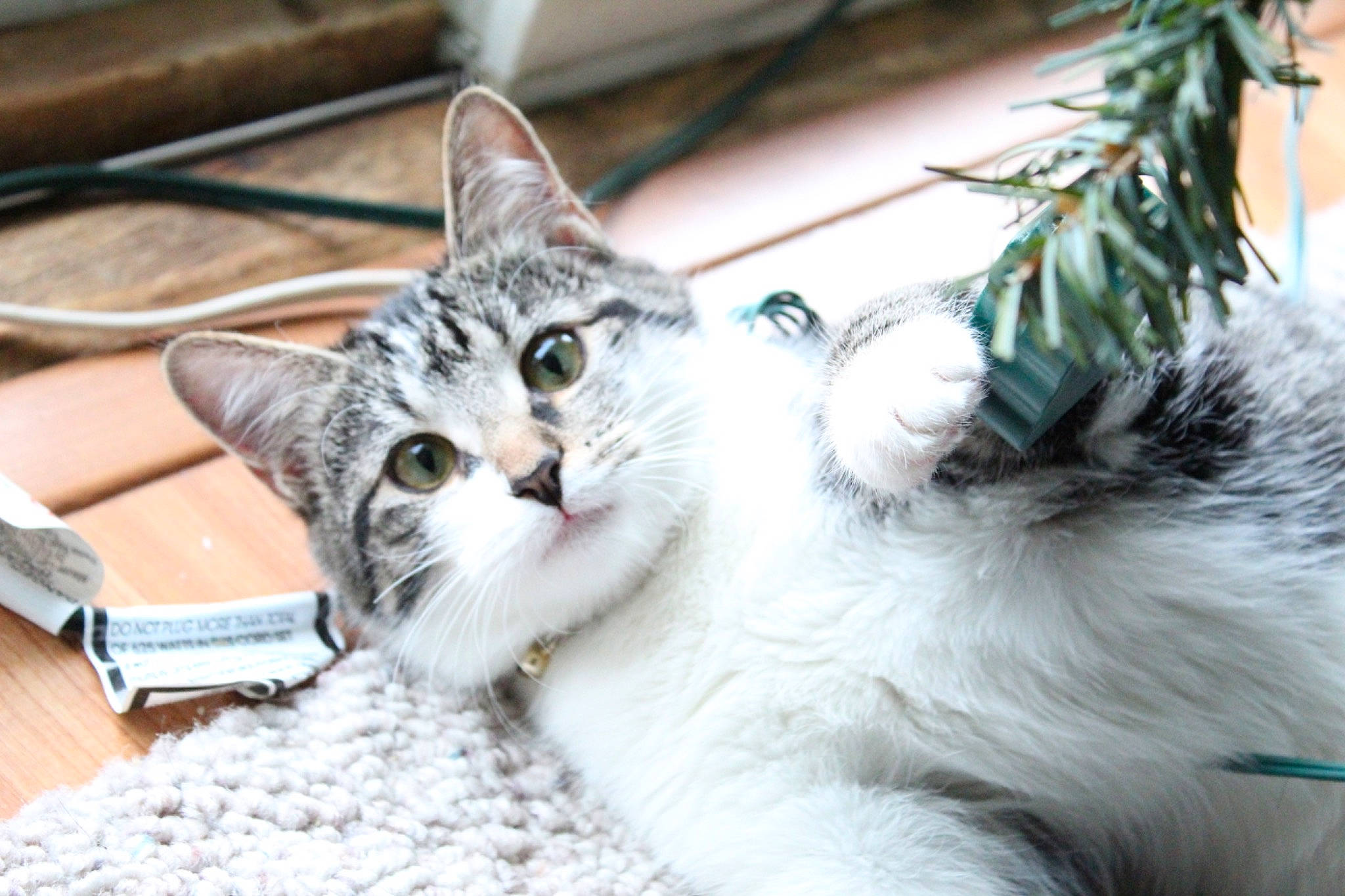 Grace is registered to the contest to win money with this photo: carnivore, cat, claw, comfort, computer_keyboard, conifer, domestic_short_haired_cat, felidae, fir, fur, office_supplies, paw, plant, small_to_medium_sized_cats, snout, tail, tree, whiskers, window, winter