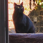 Perle participe au concours pour gagner de l'argent avec cette photo : black_cat, cat, animal, pet, sitting, outdoor, sunlight, brick_wall, stone_ledge, greenery, nature, feline, mammal, daylight, quiet, watchful, domestic_animal, leaves, shadow, calm