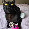 Perle participe au concours pour gagner de l'argent avec cette photo : cat, black_cat, yellow_eyes, pet, feline, toy, pink_toy, leopard_print_toy, pom_pom, bed, blanket, indoor, whiskers, curious, close_up, fur, animal, domestic_animal, playful, cute