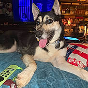 Naya is registered to the contest to win money with this photo: animal, black_and_tan, blanket, bookshelf, canine, collar, couch, cozy, dog, furniture, home_decor, indoor, living_room, pet, pillow, relaxed, remote_control, smiling, television, tongue_out