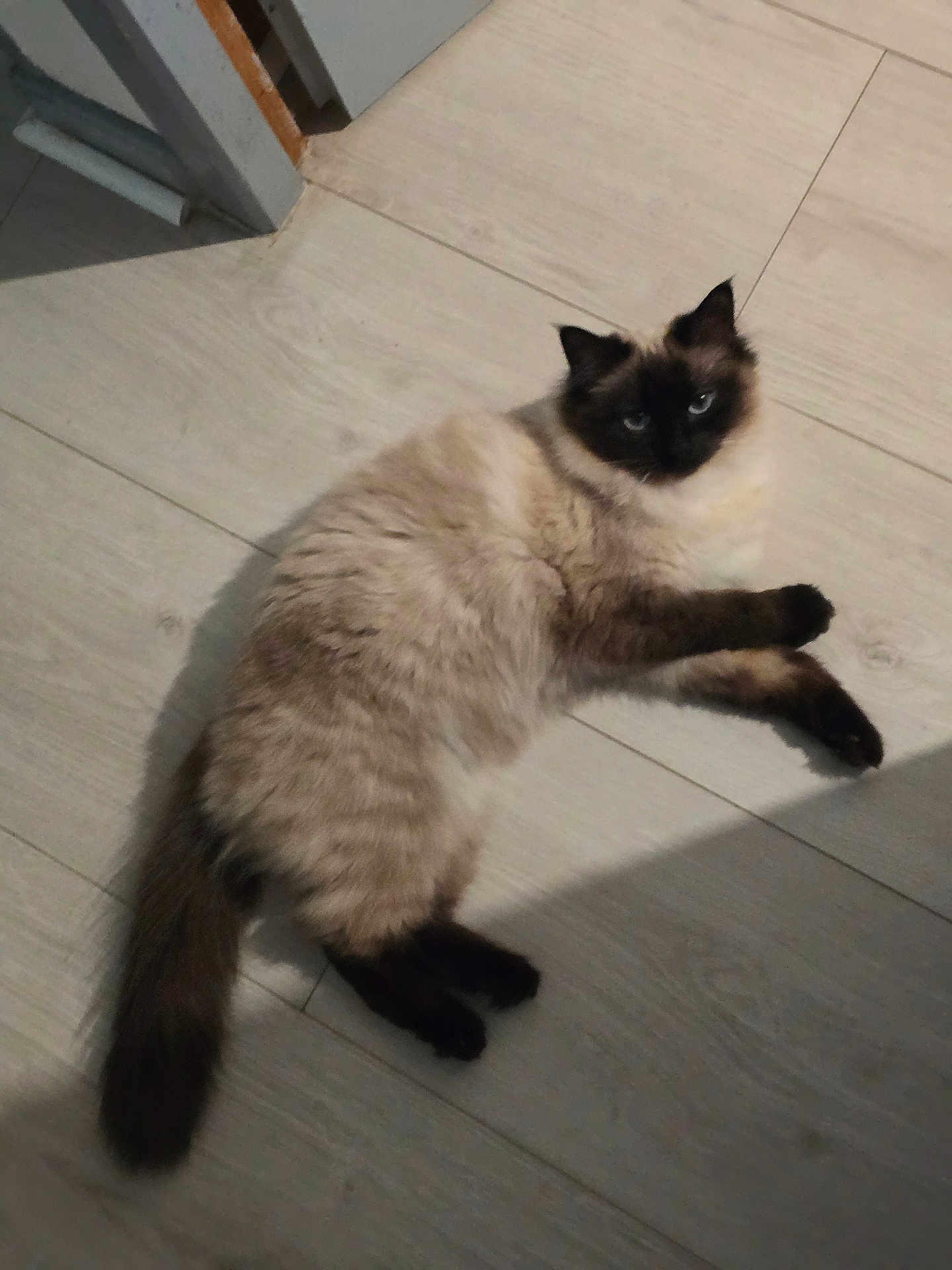 Lana participe au concours pour gagner de l'argent avec cette photo : cat, feline, pet, long_hair, fluffy_tail, blue_eyes, colorpoint, indoor, wooden_floor, lounging, looking_at_camera, paw, ears, whiskers, cream_fur, dark_points, shadow, doorway, relaxed, closeup