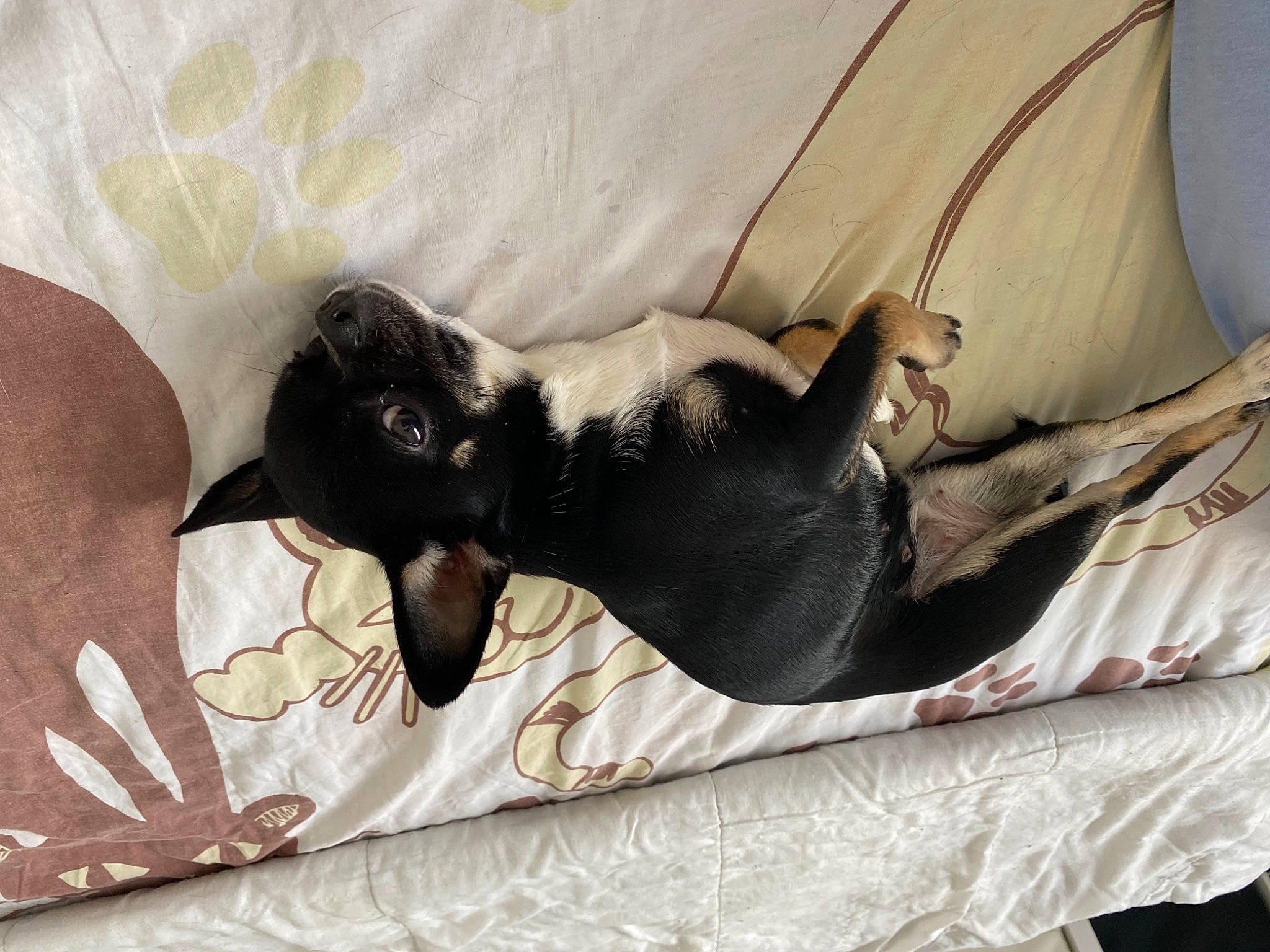 Perla a rejoint le concours — aidez-le/la à gagner de superbes lots ! black_cat, canidae, carnivore, comfort, companion_dog, couch, dog, dog_breed, dog_supply, fawn, felidae, grey, linens, pet_supply, small_to_medium_sized_cats, snout, sporting_group, tail, whiskers, working_animal