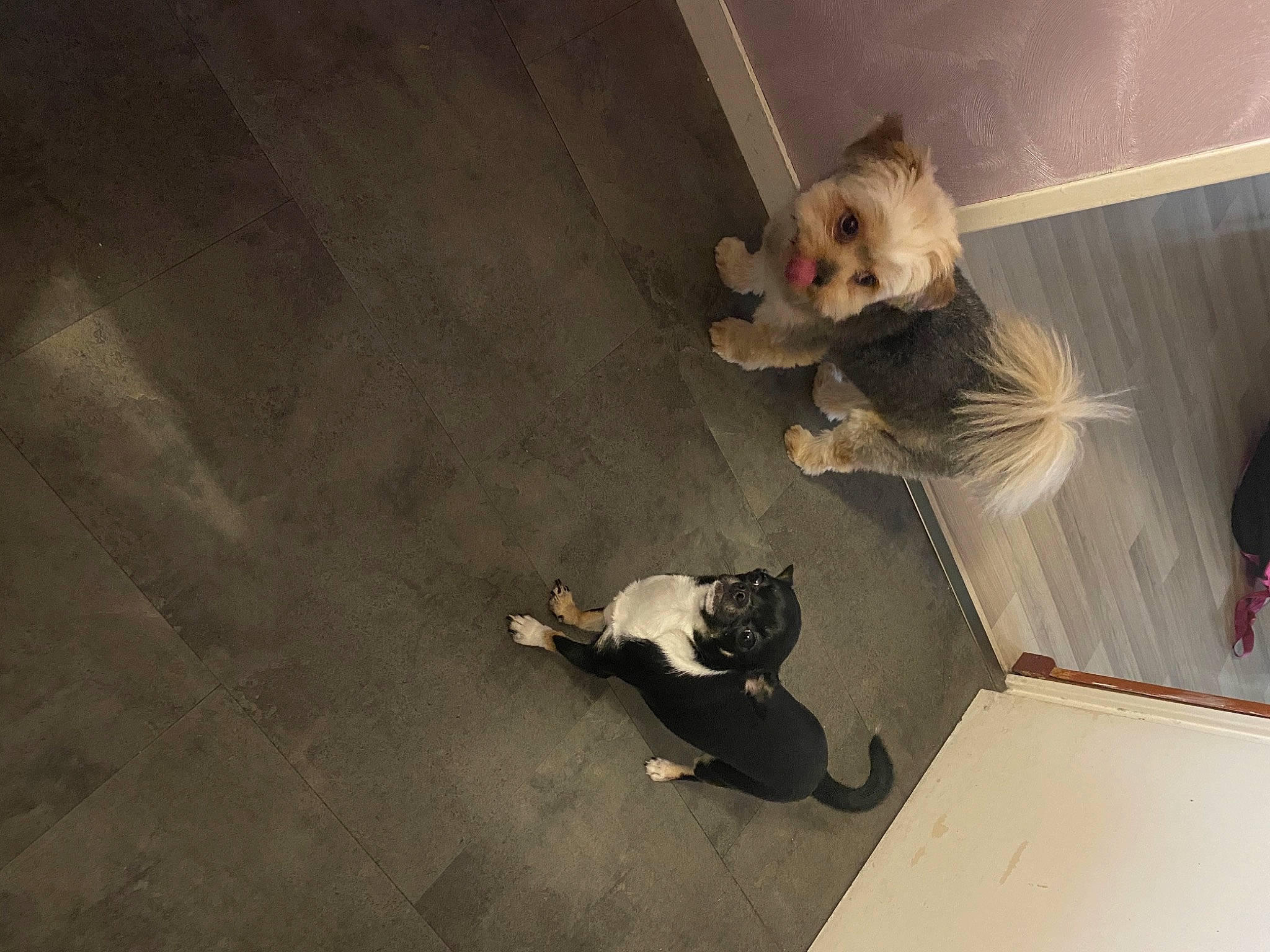 Perla participe au concours pour gagner de l'argent avec cette photo : canidae, carnivore, companion_dog, dog, dog_breed, fawn, felidae, floor, flooring, fur, hardwood, pet_supply, shadow, small_to_medium_sized_cats, sporting_group, tail, tints_and_shades, toy_dog, whiskers, wood