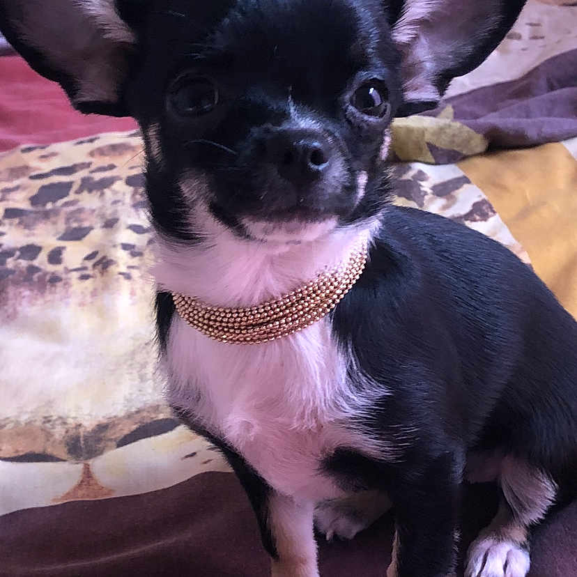 Perla