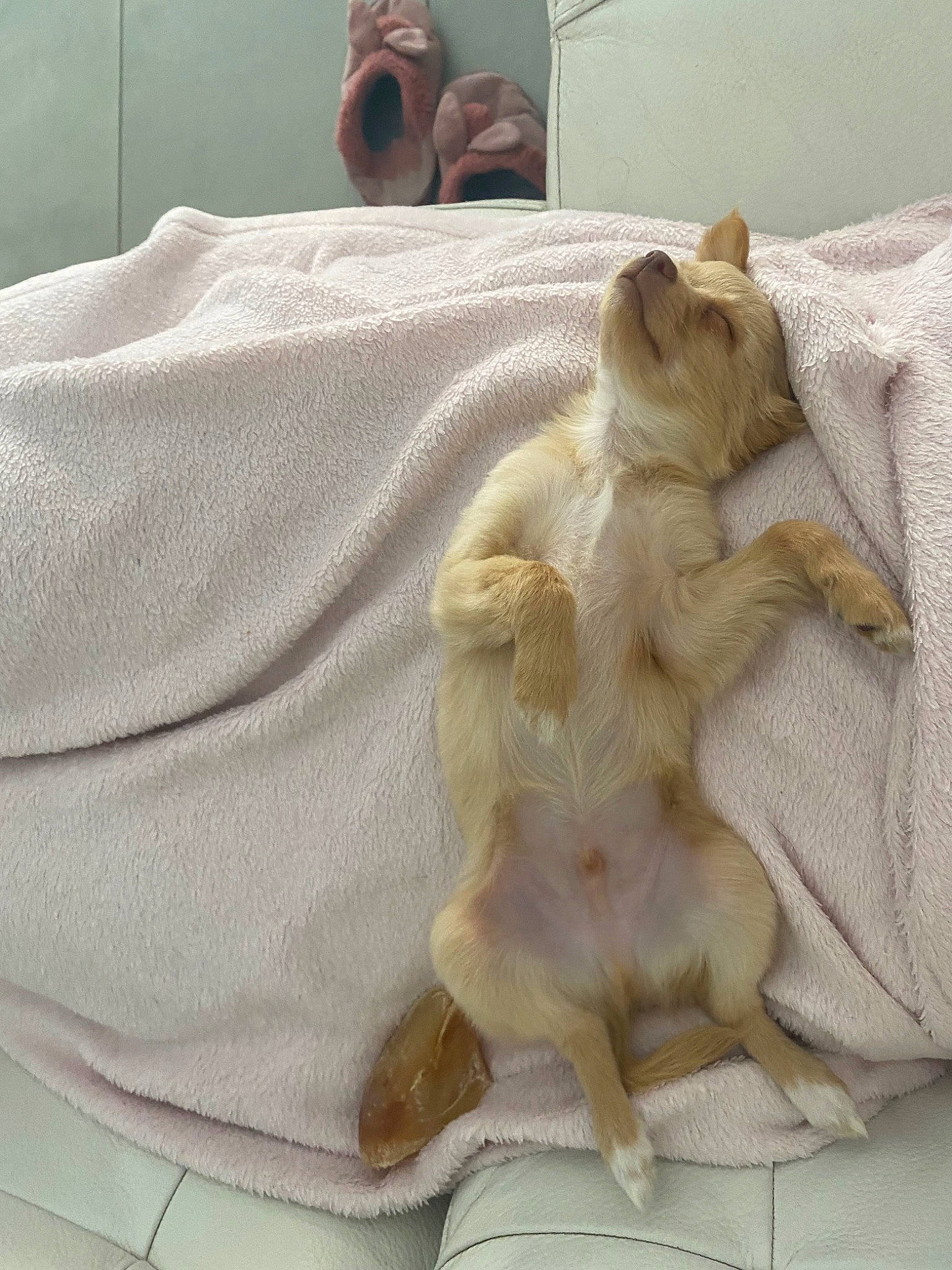 Tsuki participe au concours pour gagner de l'argent avec cette photo : bed, bed_sheet, bedding, canidae, carnivore, comfort, companion_dog, dog, dog_breed, duvet, fawn, felidae, fur, linens, paw, small_to_medium_sized_cats, sporting_group, tail, whiskers, wood