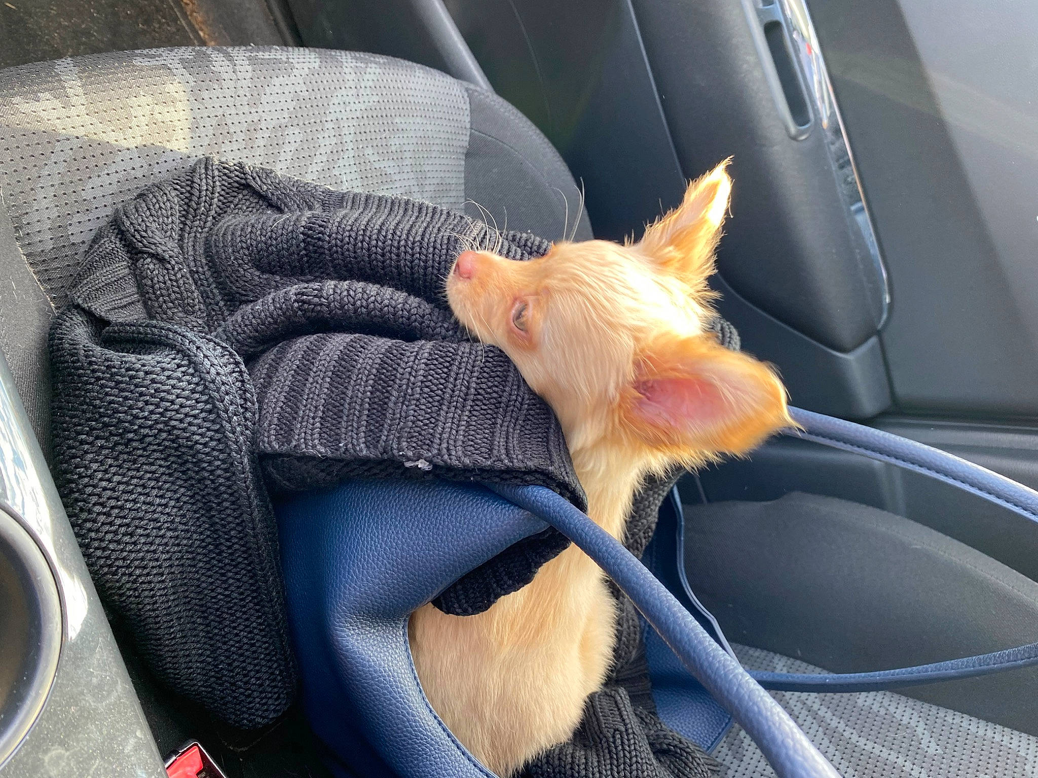 Tsuki a rejoint le concours — aidez-le/la à gagner de superbes lots ! auto_part, car, car_seat, car_seat_cover, carnivore, cat, comfort, electric_blue, fawn, felidae, head_restraint, human_leg, motor_vehicle, plant, small_to_medium_sized_cats, vehicle, vehicle_door, whiskers, window, windshield