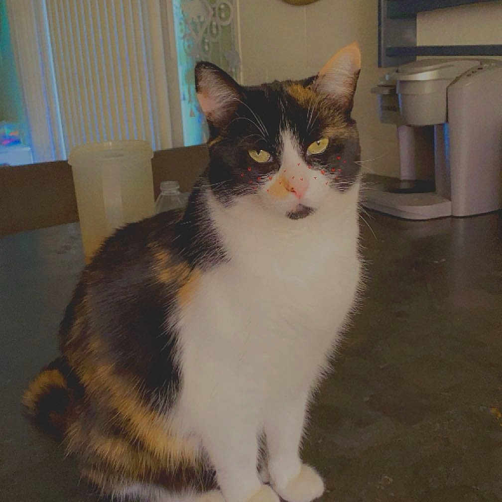 Giant is registered to the contest to win money with this photo: animal, calico_cat, cat, coffee_maker, countertop, cute, domestic, ears, eyes, face, fur, furniture, home_decor, indoor, kitchen, pet, sign, sitting, table, whiskers
