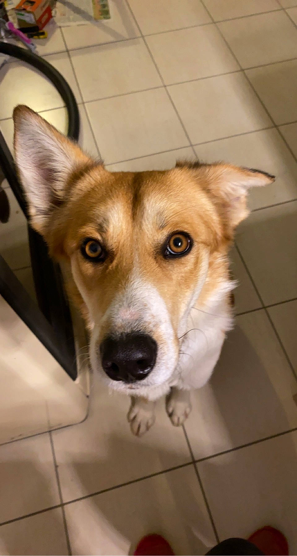 Kawa a rejoint le concours — aidez-le/la à gagner de superbes lots ! ancient_dog_breeds, canidae, carnivore, collar, companion_dog, dog, dog_breed, dog_collar, fawn, flooring, fur, puppy, snout, sporting_group, tile_flooring, welsh_corgi, whiskers, wood, working_animal, working_dog