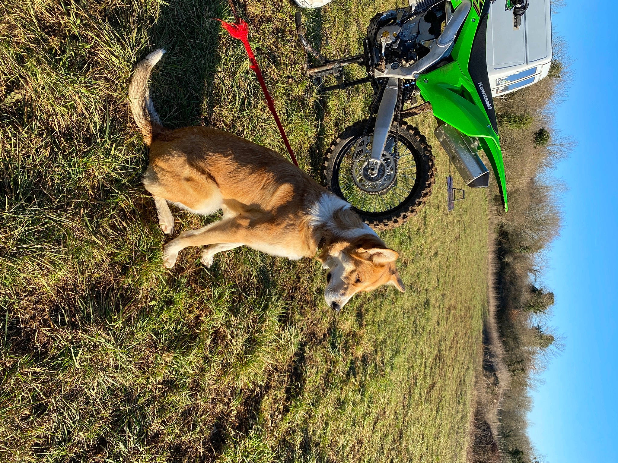 Kawa a rejoint le concours — aidez-le/la à gagner de superbes lots ! automotive_tire, bicycle_tire, bicycle_wheel, carnivore, dog_breed, fawn, felidae, grass, grassland, leash, plant, sky, soil, sporting_group, tail, terrestrial_animal, tire, tree, vehicle, wheel