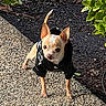 Pako joined the competition — help win amazing prizes! alert, animal, black_clothing, canine, chihuahua, close_up, cute, daytime, dog, ears_up, leaves, mulch, outdoor, pet, plants, raincoat, sidewalk, small_dog, standing, sunlight