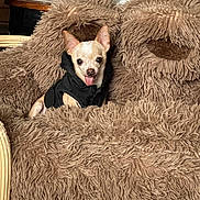Pako is registered to the contest to win money with this photo: animal, black_hoodie, chihuahua, cozy, cute, dog, fluffy_chair, fur, furniture, home, indoor, kitchen, pet, seated, small_dog, stove, teddy_bear_chair, tongue, tongue_out, wooden_chair