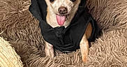 Pako joined the competition — help win amazing prizes! animal, beige, black_hoodie, chair, chihuahua, cozy, cute, dog, ears, eyes, fluffy_blanket, furniture, indoor, pet, playful, portrait, sitting, small_dog, tongue, tongue_out