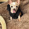 animal, beige, black_hoodie, chair, chihuahua, cozy, cute, dog, ears, eyes, fluffy_blanket, furniture, indoor, pet, playful, portrait, sitting, small_dog, tongue, tongue_out