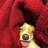Pako is registered to the contest to win money with this photo: adorable, animal, blanket, closeup, cozy, cute, cute_pet, dog, face, fur, indoors, paw, pet, playful, red_blanket, relaxed, sleepy, snuggled, tongue_out, warm