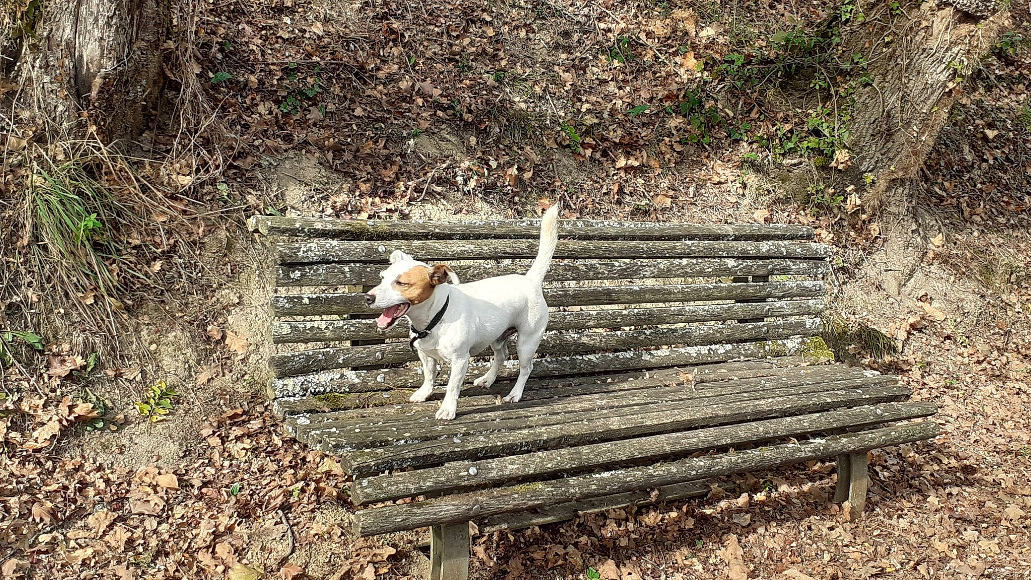 Ulysse a rejoint le concours — aidez-le/la à gagner de superbes lots ! canidae, carnivore, companion_dog, dog, dog_breed, fawn, forest, grass, landscape, leaf, outdoor_bench, outdoor_furniture, plant, soil, sporting_group, tail, tree, wood, woodland, working_animal