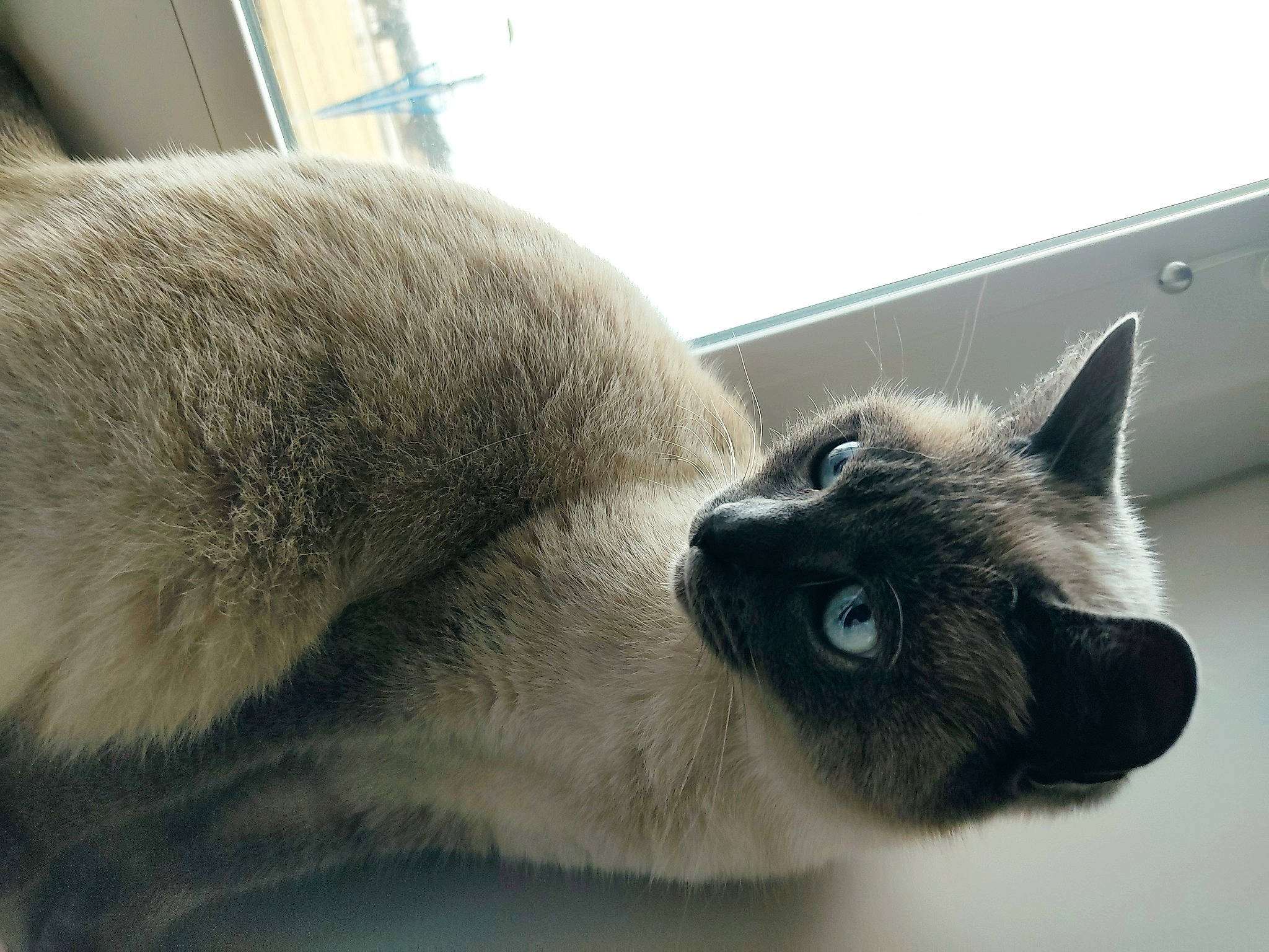 Oxa participe au concours pour gagner de l'argent avec cette photo : balinese, birman, burmese, carnivore, cat, ear, eye, felidae, fur, himalayan, mammal, nose, siamese, sky, small_to_medium_sized_cats, snout, thai, tonkinese, vertebrate, whiskers