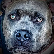 Sweet Rogue is registered to the contest to win money with this photo: animal, canine, close_up, detail, dog, domestic_animal, ears, expression, eyes, face, fur, headshot, indoor, looking_at_camera, muzzle, nose, pet, portrait, texture, wrinkles