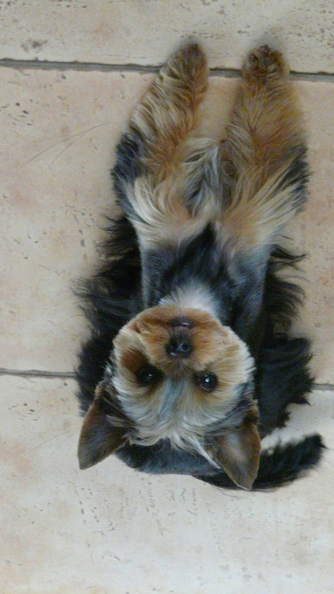 Tymoira a rejoint le concours — aidez-le/la à gagner de superbes lots ! canidae, carnivore, claw, companion_dog, dog_breed, fawn, felidae, fur, liver, paw, small_to_medium_sized_cats, snout, sporting_group, tail, terrestrial_animal, toy_dog, whiskers, wildlife