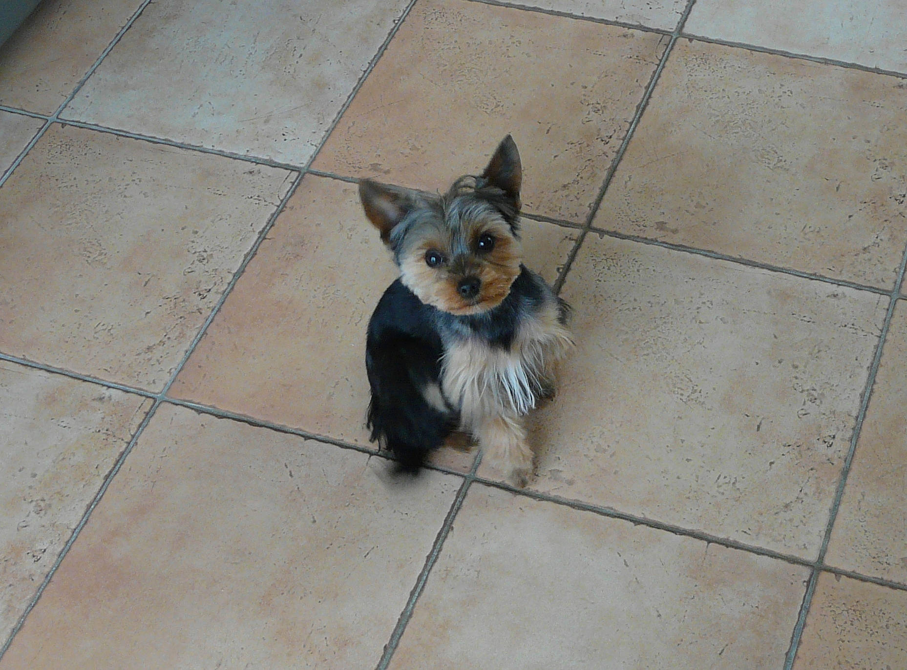 Tymoira participe au concours pour gagner de l'argent avec cette photo : canidae, carnivore, companion_dog, dog, dog_breed, fawn, floor, flooring, fur, grey, line, paw, road_surface, sidewalk, snout, sporting_group, tail, tile_flooring, toy_dog, whiskers