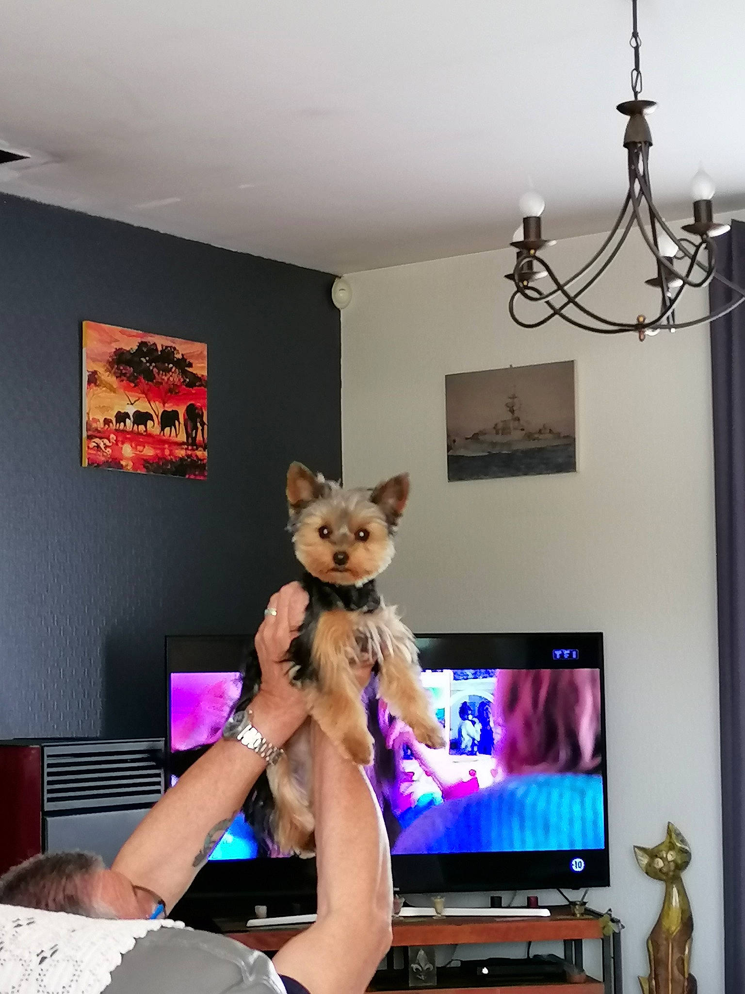 Tymoira a rejoint le concours — aidez-le/la à gagner de superbes lots ! art, ceiling, couch, display_device, felidae, flat_panel_display, fur, interior_design, lamp, led_backlit_lcd_display, lighting, living_room, magenta, picture_frame, room, stuffed_toy, table, television, television_set, toy