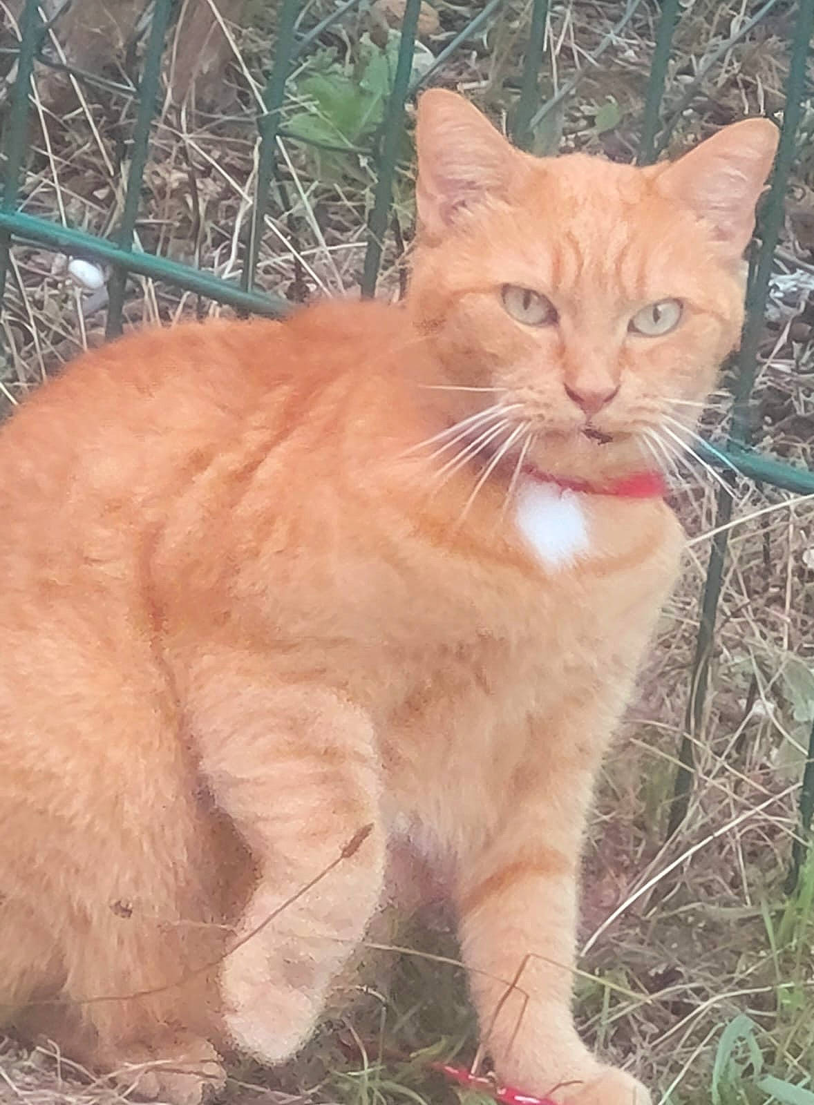 Shakira a rejoint le concours — aidez-le/la à gagner de superbes lots ! carnivore, cat, claw, domestic_short_haired_cat, fawn, felidae, fur, grass, paw, plant, small_to_medium_sized_cats, snout, tail, terrestrial_animal, whiskers, wildlife