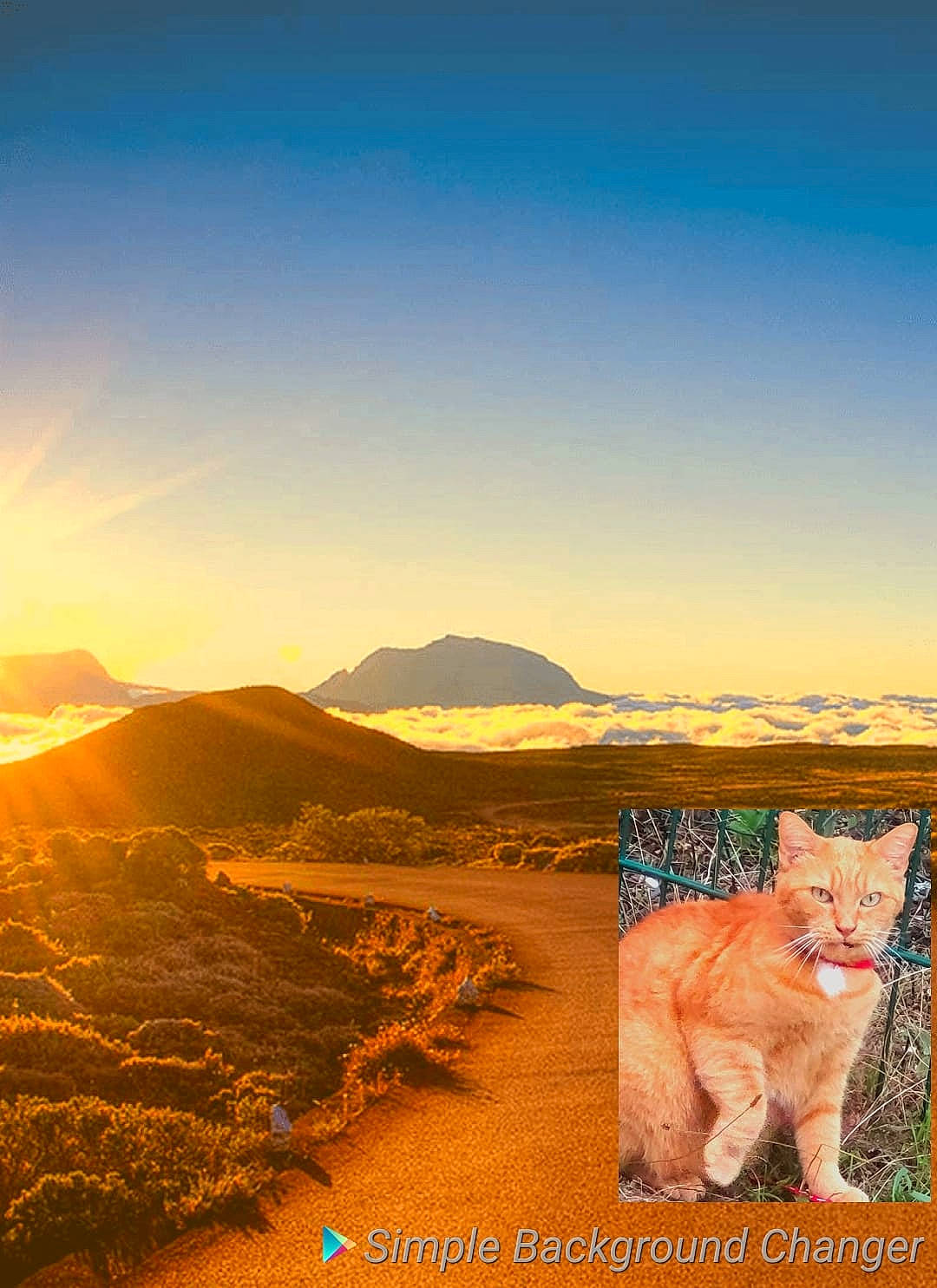 Shakira a rejoint le concours — aidez-le/la à gagner de superbes lots ! aeolian_landform, carnivore, fawn, felidae, grass, grassland, hill, horizon, landscape, mountain, natural_landscape, plant, plateau, prairie, rock, sand, sky, small_to_medium_sized_cats, soil, terrestrial_animal