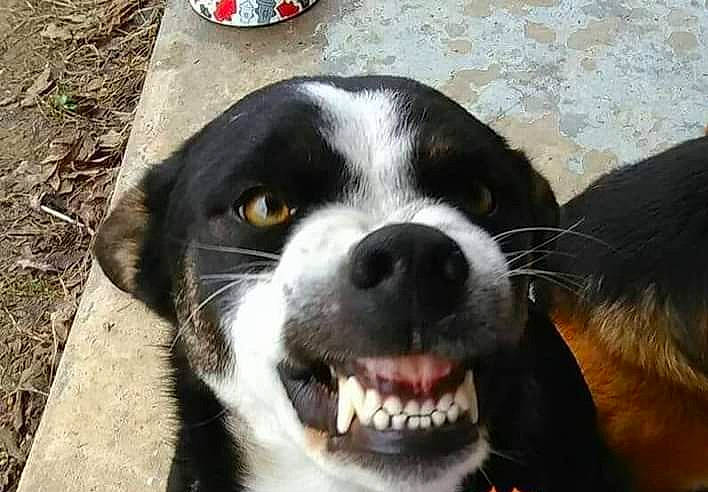 Sir joined the competition — help win amazing prizes! canidae, carmine, carnivore, collar, companion_dog, dog, dog_breed, dog_collar, fawn, fur, non_sporting_group, plant, sporting_group, terrestrial_animal, waste_container, whiskers, working_animal, working_dog