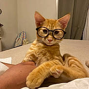 Jasper is registered to the contest to win money with this photo: cat, orange_tabby, glasses, bed, hand, indoor, feline, relaxed, curtains, wall, human, comfort, pet, animal, cute, resting, furniture, cozy, domestic, portrait