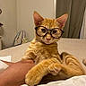 cat, orange_tabby, glasses, bed, hand, indoor, feline, relaxed, curtains, wall, human, comfort, pet, animal, cute, resting, furniture, cozy, domestic, portrait