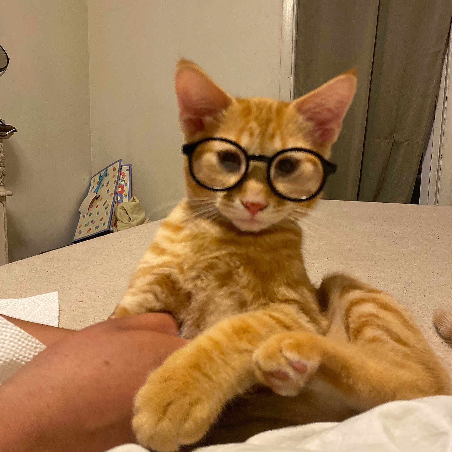 Jasper is registered to the contest to win money with this photo: cat, orange_tabby, glasses, bed, hand, indoor, feline, relaxed, curtains, wall, human, comfort, pet, animal, cute, resting, furniture, cozy, domestic, portrait