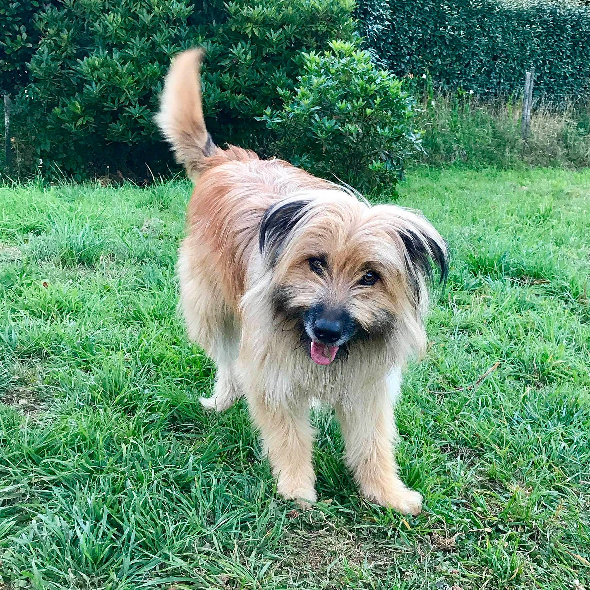 Nounours participe au concours pour gagner de l'argent avec cette photo : biewer_terrier, canidae, carnivore, companion_dog, dog, dog_breed, dog_collar, dog_supply, grass, groundcover, liver, plant, puppy, small_terrier, snout, sporting_group, terrier, toy_dog, water_dog, working_animal