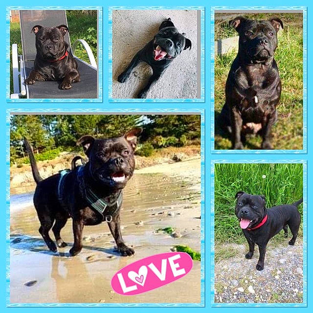 Mao a rejoint le concours — aidez-le/la à gagner de superbes lots ! american_pit_bull_terrier, bandog, cane_corso, canidae, canis_panther, carnivore, collage, companion_dog, dog, dog_breed, french_bulldog, guard_dog, labrador_retriever, mammal, non_sporting_group, puppy, rare_breed_dog, sporting_group, staffordshire_bull_terrier, vertebrate