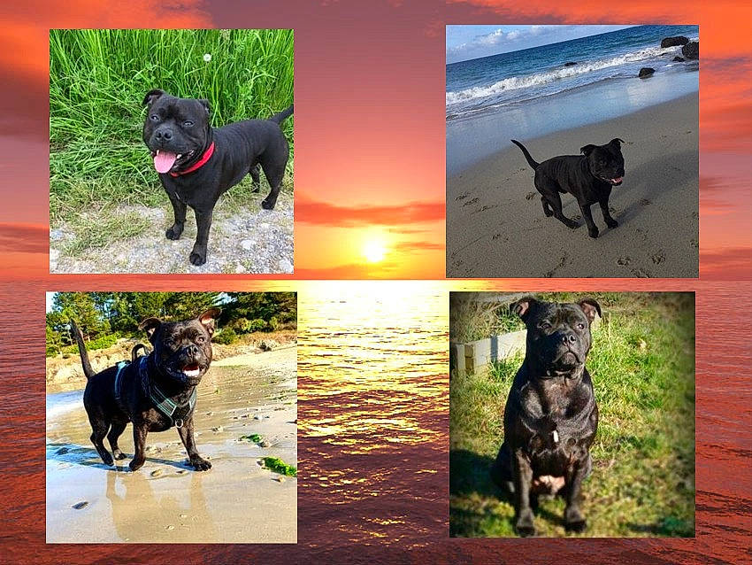 Mao participe au concours pour gagner de l'argent avec cette photo : cane_corso, canidae, carnivore, dog, dog_breed, flat_coated_retriever, formosan_mountain_dog, guard_dog, hunting_dog, labrador_retriever, mammal, sporting_group, vertebrate, working_dog