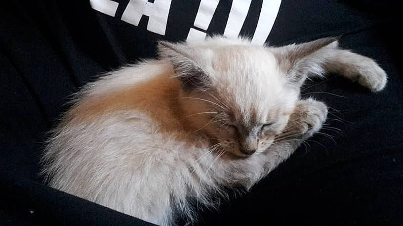 Rosa participe au concours pour gagner de l'argent avec cette photo : asian, asian_semi_longhair, balinese, birman, carnivore, cat, domestic_long_haired_cat, ear, fawn, felidae, fur, kitten, mammal, napoleon_cat, ragamuffin, ragdoll, small_to_medium_sized_cats, tail, vertebrate, whiskers