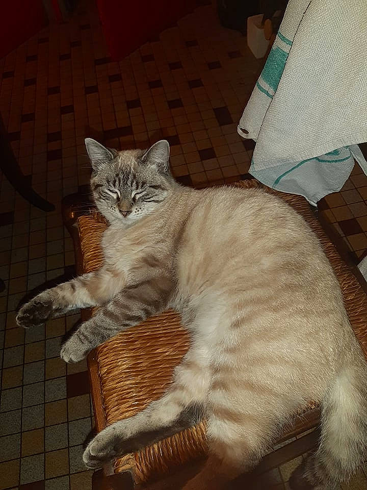 Rosa a rejoint le concours — aidez-le/la à gagner de superbes lots ! asian, asian_semi_longhair, british_semi_longhair, carnivore, cat, claw, domestic_short_haired_cat, european_shorthair, fawn, felidae, fur, kitten, mammal, small_to_medium_sized_cats, tail, turkish_angora, whiskers